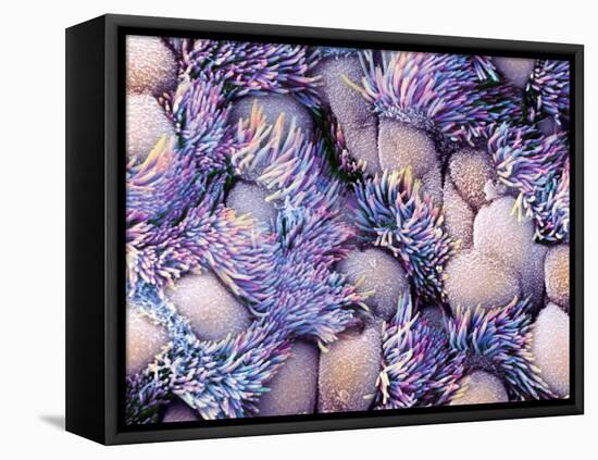 Trachea Lining, SEM-NIBSC-Framed Stretched Canvas