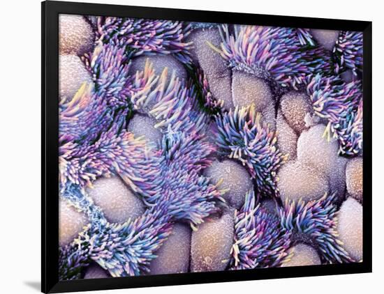 Trachea Lining, SEM-NIBSC-Framed Photographic Print