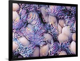 Trachea Lining, SEM-NIBSC-Framed Photographic Print