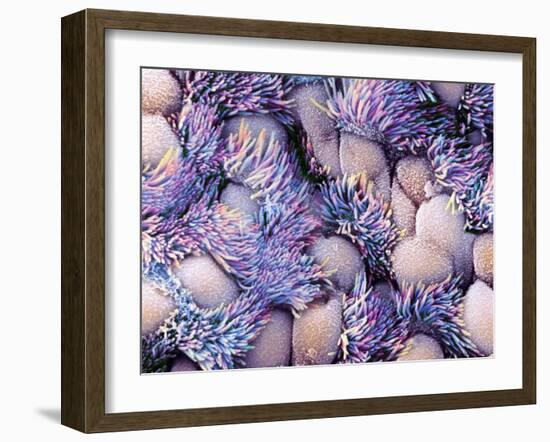 Trachea Lining, SEM-NIBSC-Framed Photographic Print