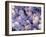 Trachea Lining, SEM-NIBSC-Framed Photographic Print