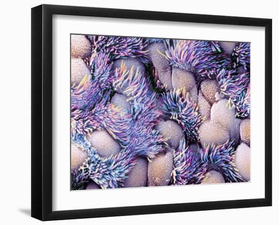 Trachea Lining, SEM-NIBSC-Framed Photographic Print