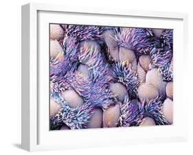 Trachea Lining, SEM-NIBSC-Framed Photographic Print