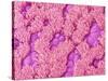 Trachea of a Rat-Micro Discovery-Stretched Canvas