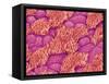 Trachea of a Rat-Micro Discovery-Framed Stretched Canvas