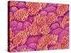 Trachea of a Rat-Micro Discovery-Stretched Canvas