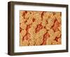 Trachea of a Rat-Micro Discovery-Framed Photographic Print