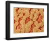 Trachea of a Rat-Micro Discovery-Framed Photographic Print