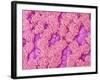 Trachea of a Rat-Micro Discovery-Framed Photographic Print