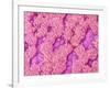 Trachea of a Rat-Micro Discovery-Framed Photographic Print