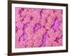 Trachea of a Rat-Micro Discovery-Framed Photographic Print