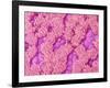 Trachea of a Rat-Micro Discovery-Framed Photographic Print