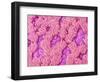 Trachea of a Rat-Micro Discovery-Framed Photographic Print