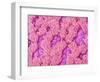 Trachea of a Rat-Micro Discovery-Framed Photographic Print