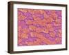 Trachea of a Rat-Micro Discovery-Framed Photographic Print