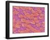 Trachea of a Rat-Micro Discovery-Framed Photographic Print