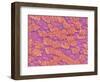 Trachea of a Rat-Micro Discovery-Framed Photographic Print