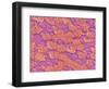 Trachea of a Rat-Micro Discovery-Framed Photographic Print