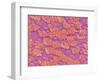 Trachea of a Rat-Micro Discovery-Framed Photographic Print