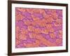 Trachea of a Rat-Micro Discovery-Framed Photographic Print