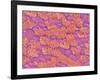 Trachea of a Rat-Micro Discovery-Framed Photographic Print