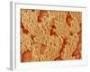 Trachea of a Rat-Micro Discovery-Framed Photographic Print