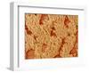 Trachea of a Rat-Micro Discovery-Framed Photographic Print