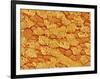 Trachea of a Rat-Micro Discovery-Framed Photographic Print