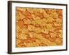 Trachea of a Rat-Micro Discovery-Framed Photographic Print