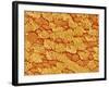 Trachea of a Rat-Micro Discovery-Framed Photographic Print