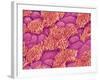 Trachea of a Rat-Micro Discovery-Framed Photographic Print