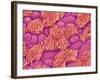 Trachea of a Rat-Micro Discovery-Framed Photographic Print