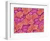 Trachea of a Rat-Micro Discovery-Framed Photographic Print