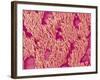 Trachea of a Rat-Micro Discovery-Framed Photographic Print