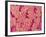 Trachea of a Rat-Micro Discovery-Framed Photographic Print