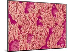 Trachea of a Rat-Micro Discovery-Mounted Photographic Print