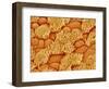 Trachea of a Rat-Micro Discovery-Framed Photographic Print