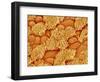 Trachea of a Rat-Micro Discovery-Framed Photographic Print