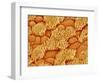 Trachea of a Rat-Micro Discovery-Framed Photographic Print