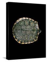 Trachemys Dorbigni (Black-Bellied Slider)-Paul Starosta-Stretched Canvas