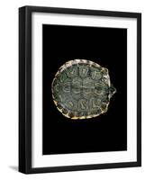 Trachemys Dorbigni (Black-Bellied Slider)-Paul Starosta-Framed Photographic Print