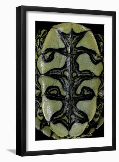 Trachemys Dorbigni (Black-Bellied Slider)-Paul Starosta-Framed Photographic Print