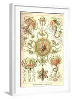 Trachomedusae - Jellyfish-Ernst Haeckel-Framed Art Print