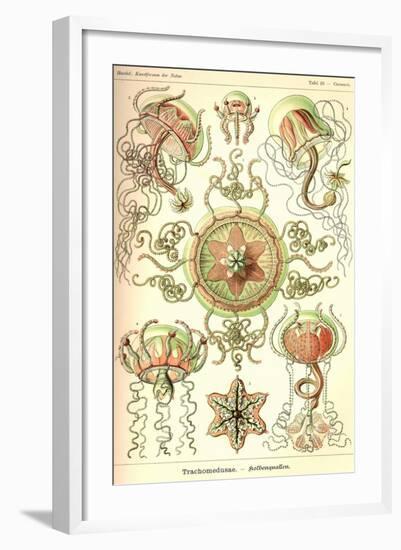 Trachomedusae - Jellyfish-Ernst Haeckel-Framed Art Print