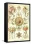 Trachomedusae - Jellyfish-Ernst Haeckel-Framed Stretched Canvas