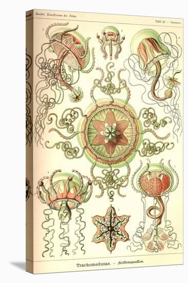Trachomedusae - Jellyfish-Ernst Haeckel-Stretched Canvas