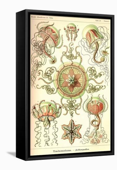 Trachomedusae - Jellyfish-Ernst Haeckel-Framed Stretched Canvas