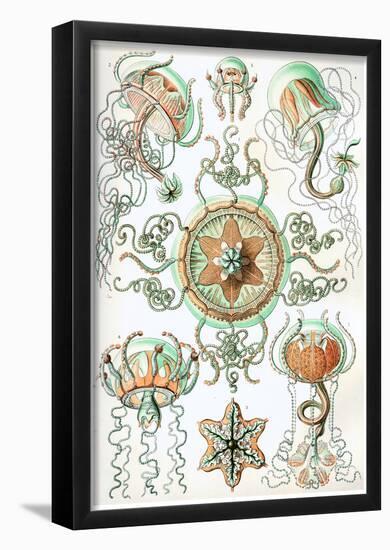 Trachomedusae Nature Art Print Poster by Ernst Haeckel-null-Framed Poster