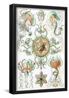 Trachomedusae Nature Art Print Poster by Ernst Haeckel-null-Framed Poster