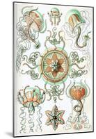 Trachomedusae Nature Art Print Poster by Ernst Haeckel-null-Mounted Poster